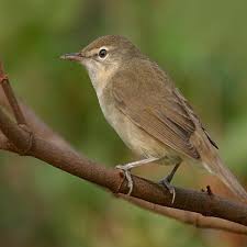 Attēlu rezultāti vaicājumam “Acrocephalus dumetorum”