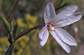 Attēlu rezultāti vaicājumam “Epilobium roseum flower”