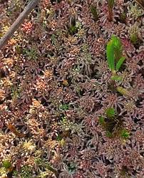 Attēlu rezultāti vaicājumam “Sphagnum wulfianum”