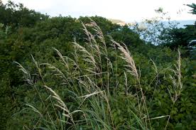 Attēlu rezultāti vaicājumam “Festuca rubra subsp. rubra leaf”