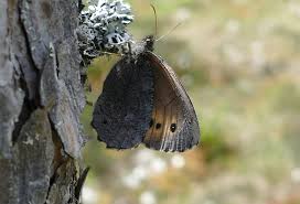 Attēlu rezultāti vaicājumam “Oeneis jutta”