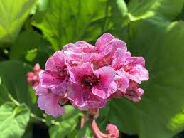 Image result for Bergenie