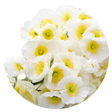 Image result for Papaver nudicaule