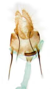 Attēlu rezultāti vaicājumam “Ancylis laetana”