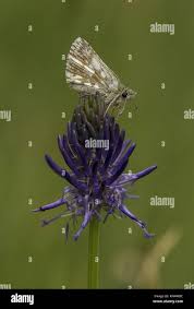 Attēlu rezultāti vaicājumam “Pyrgus serratulae upperside”