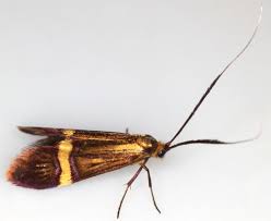 Attēlu rezultāti vaicājumam “Adelidae”