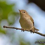 Image result for Phylloscopus orientalis