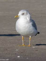 Attēlu rezultāti vaicājumam “Larus canus adult”