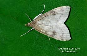 Attēlu rezultāti vaicājumam “Udea prunalis”