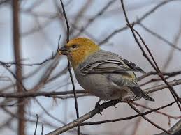 Image result for Pinicola enucleator