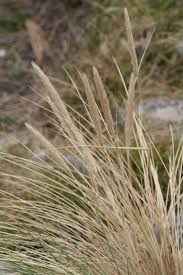 Attēlu rezultāti vaicājumam “Ammophila arenaria”