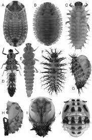 Attēlu rezultāti vaicājumam “Coccinellidae”