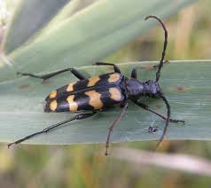 Attēlu rezultāti vaicājumam “Leptura quadrifasciata”