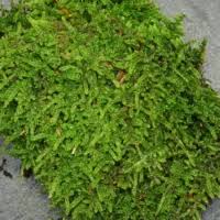 Attēlu rezultāti vaicājumam “Hypnum cupressiforme sporophyte”