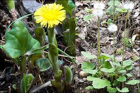 Attēlu rezultāti vaicājumam “Tussilago farfara flower”