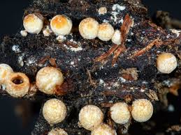 Attēlu rezultāti vaicājumam “Sphaerobolus stellatus”