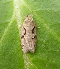 Attēlu rezultāti vaicājumam “Depressariidae”