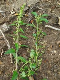 Attēlu rezultāti vaicājumam “Chenopodium polyspermum var. acutifolium”
