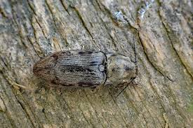 Attēlu rezultāti vaicājumam “Prosternon tessellatum”