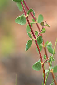 Attēlu rezultāti vaicājumam “Symphytocarpus impexus”