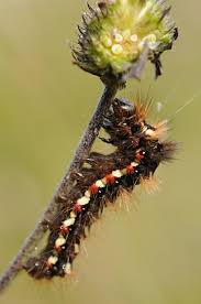 Attēlu rezultāti vaicājumam “Badhamia lilacina young”