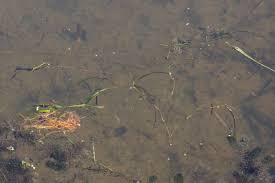 Attēlu rezultāti vaicājumam “Potamogeton compressus”