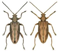 Attēlu rezultāti vaicājumam “Donacia clavipes”