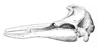 Image result for Mesoplodon bidens