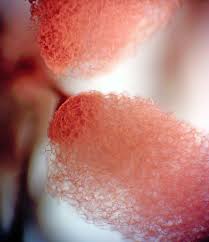 Attēlu rezultāti vaicājumam “Lycogala fuscoolearium macro”