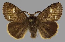 Attēlu rezultāti vaicājumam “Gynaephora selenitica larva”