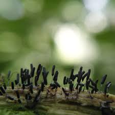 Attēlu rezultāti vaicājumam “Stemonitopsis hyperopta var. landewaldii spores”