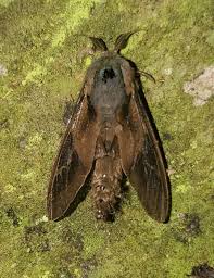 Attēlu rezultāti vaicājumam “Psychidae”