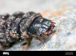 Attēlu rezultāti vaicājumam “Cantharis fusca larva”