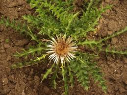 Attēlu rezultāti vaicājumam “Carlina vulgaris flower”