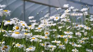 Attēlu rezultāti vaicājumam “Leucanthemum vulgare flower”