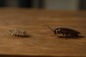 Image result for ゴキブリ報告所