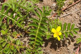 Attēlu rezultāti vaicājumam “Potentilla arenaria flower”
