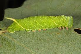 Attēlu rezultāti vaicājumam “Laothoe populi”