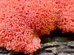 Attēlu rezultāti vaicājumam “Tubifera ferruginosa (subsp. ferruginosa) sessile”