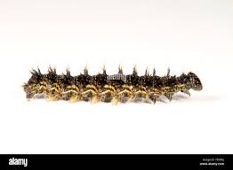 Attēlu rezultāti vaicājumam “Aglais urticae”