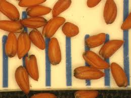 Attēlu rezultāti vaicājumam “Erysimum cheiranthoides fruit”