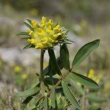 Attēlu rezultāti vaicājumam “Anthyllis vulneraria leaf”