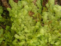 Attēlu rezultāti vaicājumam “Radula complanata sporophyte”