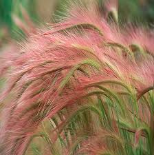 Attēlu rezultāti vaicājumam “Hordeum jubatum”