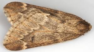 Attēlu rezultāti vaicājumam “Alsophila aescularia”