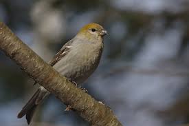 Attēlu rezultāti vaicājumam “Pinicola enucleator”