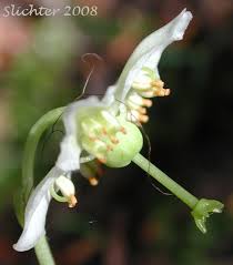 Attēlu rezultāti vaicājumam “Moneses uniflora bud”