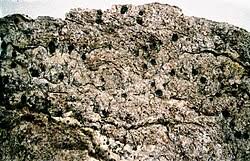 Attēlu rezultāti vaicājumam “Alyxoria varia”