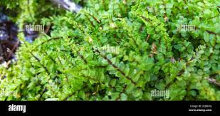 Attēlu rezultāti vaicājumam “Pseudobryum cinclidioides”