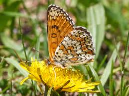 Attēlu rezultāti vaicājumam “Melitaea cinxia upperside”